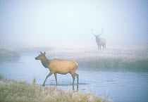 Female Elk crosses Gibon River at dawn, bull watches, Yellowstone NP, Wyoming, USA.