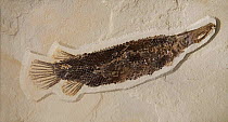Gar fish fossil, eocene period, Leptisosteus simplex, Fossil Butte NM, Wyoming, USA.