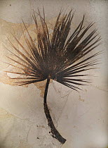 Palm frond fossil, Sabalites sp, eocene period, . Fossil Butte NM, Wyoming, USA.