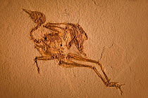 Bird fossil, Messetorais neactica, Eocene period, Fossil Butte NM, Wyoming, USA.