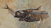 Fossil fish - Diplomystus dentatus- eating Knightia eocaena, Fossil Butte NM,