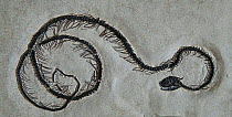 Snake fossil from Eocene perioBoavus idelmani - Fossil Butte NM, Wyoming, USA.