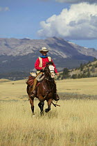 Cowboy galloping in the Absaroka Mountains, Shoshone NF, Wyoming, USA.
