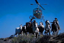 Wild horse / Mustang round-up using helicopter + cowboys. Red Desert, Wyoming, USA. Model released