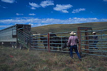 Cowboys load Wild horses / Mustangs into truck. Red Desert, Wyoming, USA.