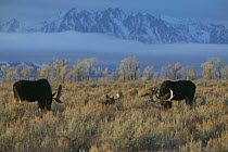 Bull Moose grazing on winter range {Alces Alces} Teton NP, Wyoming, USA.