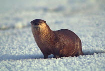 River otter {Lutra canadensis} emerging from thermal hole in Yellowstone NP, USA.