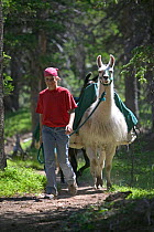 Llama trekking in the Wind River Mountains, Shoshone NF, Wyoming, USA