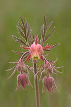Prairie smoke wildflower {Geum triflorum} Wyoming, USA.