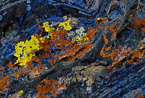 Lichen growing on obsidian rock, Obsidian Cliffs, Yellowstone NP, Wyoming, USA.