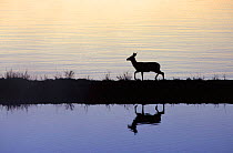 Mule deer silhouette {Odocoileus hemionus} Yellowstone NP, Wyoming, USA.