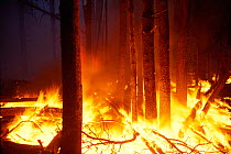 Wild fire rages through Lodgepole pine forest, Yellowstone NP, WY, USA. 1998