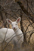Albino Mule deer {Odocoileus hemionus} Wyoming, USA.