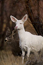 Albino Mule deer with fawn {Odocoileus hemionus} Wyoming, USA.
