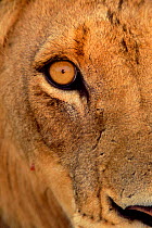 Close up of eye of African lion {Panthera leo} South Africa