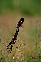 Male Long tailed widow bird {Euplectes progne} Marievale, South Africa