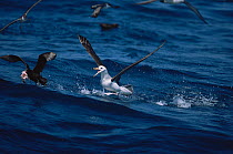 Sub-adult Black browed albatross {Thalassarche melanophrys} chasing off White chinned petrel (Procellaria aequinoctialis), South Africa