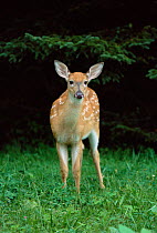 Whitetail deer fawn {Odocoileus virginianus} Appalachian Mts, USA.