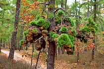 Witches broom in Pitch pine tree {Pinus rigida} New Jersey, USA.