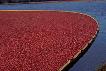 Cranberries {Vaccinium oxycoccos} floating on cranberry bog. NJ, USA.