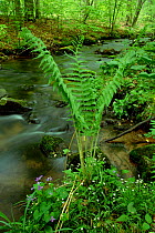 Cinnamon fern beside woodland stream {Osmunda cinnamonea} Pensylvannia, USA.