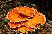 Chicken of the wood fungus on dead wood {Laetiporus sulphureus} NJ, USA.