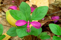Fringed polygala flowering on woodland floor {Polygala paucifolia} PA, USA.