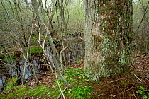 Swamp forest with {Nyassa sylvatica}, New Jersey, USA.