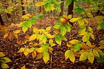 Autumn fall leaves of American beech tree {Fagus grandifolia} PA, USA.