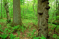 Maple, Tulip tree and Birch tree trunks (right to left) in woodlands, Pennsylvania, USA