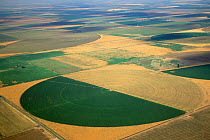 View of crops in an irrigation circle, Panhandle, Texas, USA.
