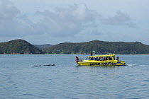 Tourists watch Bottlenose dolphin {Tursiops truncatus} Bay of Islands, North Is, New Zealand