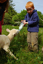 Boy bottle feeding lamb, New Zealand