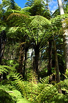 Black tree fern {Cyathea medullaris} in Eucalyptus forest, North Is, New Zealand