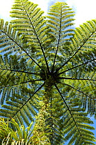 Black tree fern {Cyathea medullaris} North Is, New Zealand