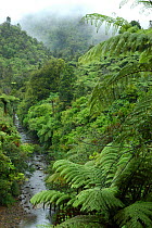 Stream in treefern forest, Coromandel Penninsular, North Is, New Zealand