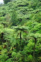 Tree ferns in forest, Coromandel Penninsular, North Is, New Zealand