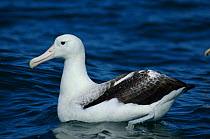Southern royal albatross {Diomedea epomophora} Kaikoura, New Zealand