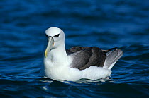 White capped albatross {Thalassarche cauta steadi}. Kaikoura, New Zealand.