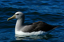 Salvin's albatross {Thalassarche salvini} Kaikoura, New Zealand