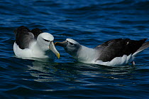 White capped albatross pair preening {Thalassarche cauta steadi}. Kaikoura, New Zealand.