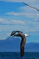 Salvin's albatross flying {Thalassarche salvini} Kaikoura, New Zealand