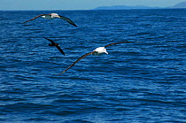 New Zealand albatross (Diomedea antipodensis), Salvins albatross (Thalassarche salvini) and White- chinned petrel (Procellaria aequinoctialis) in flight, New Zealand