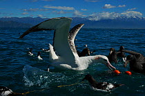 New Zealand albatross (Diomedea antipodensis),  Cape petrel (Daption capense)  and Northern Giant Petrel (Macronectes halli) at fishing net, waiting to feed on caught fish, Kaikoura, New Zealand