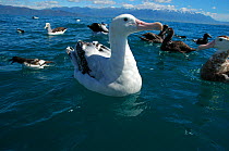 New Zealand albatross (Diomedea antipodensis), Salvin's albatross (Thalassarche salvini), Cape petrel (Daption capense)  and Northern Giant Petrel (Macronectes halli) at fishing net, waiting to feed o...