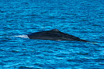 Sperm whale dorsal fin {Physeter macrocephalus} Kaikoura, New Zealand