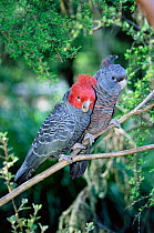 Gang gang cockatoo pair {Callocephalon fimbriatum} Victoria, Australia.