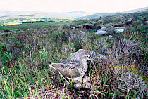 Greenshank at nest with eggs {Tringa nebularia} Scotland, UK.