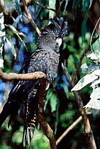 Red tailed black cockatoo {Calyptorhynchus banksii} Northern Territory, Australia.