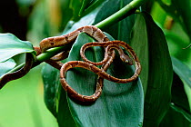 Blunt headed tree snake {Imantodes cenchoa} Tortugero NP, Costa Rica